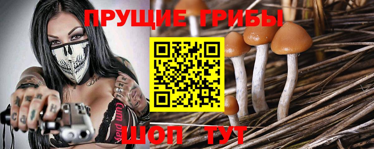 Кимры  Псилоцибиновые грибы мухоморы  где продают наркотики  Псилоцибиновые грибы Psilocybine cubensis  Вход с VPN 